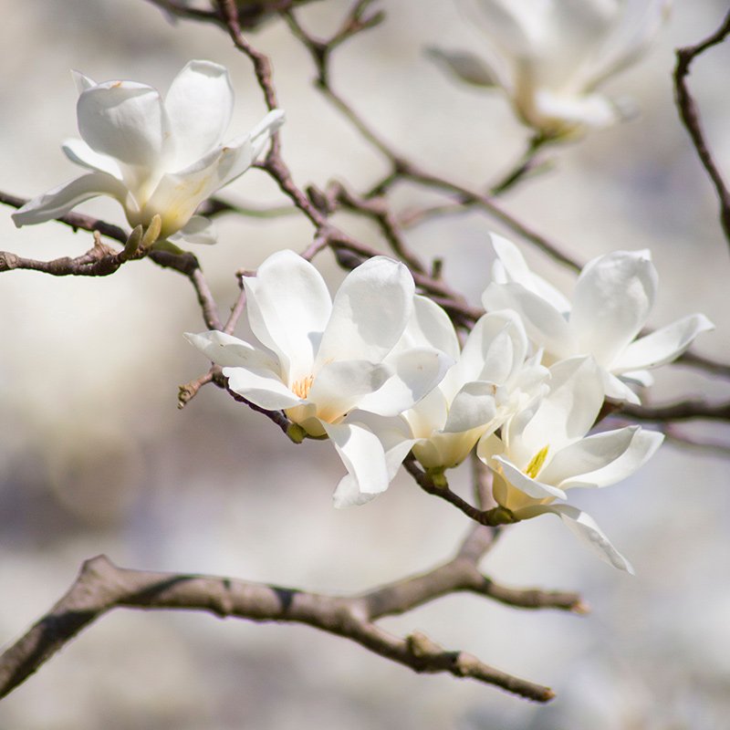 Frühling - Blüten Apfelbaum